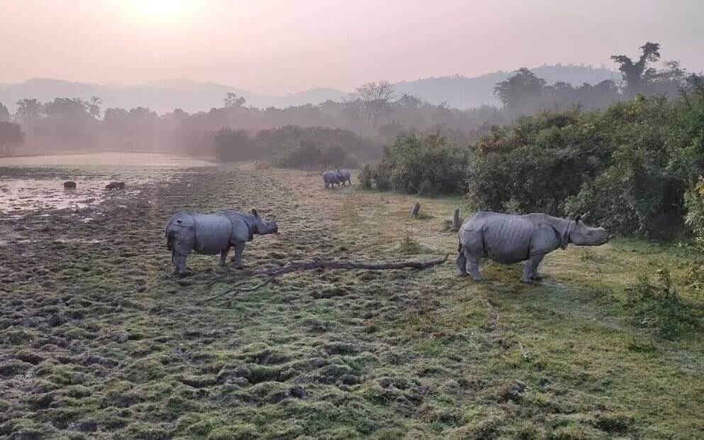 Wildlife spotting at Kaziranga National Park