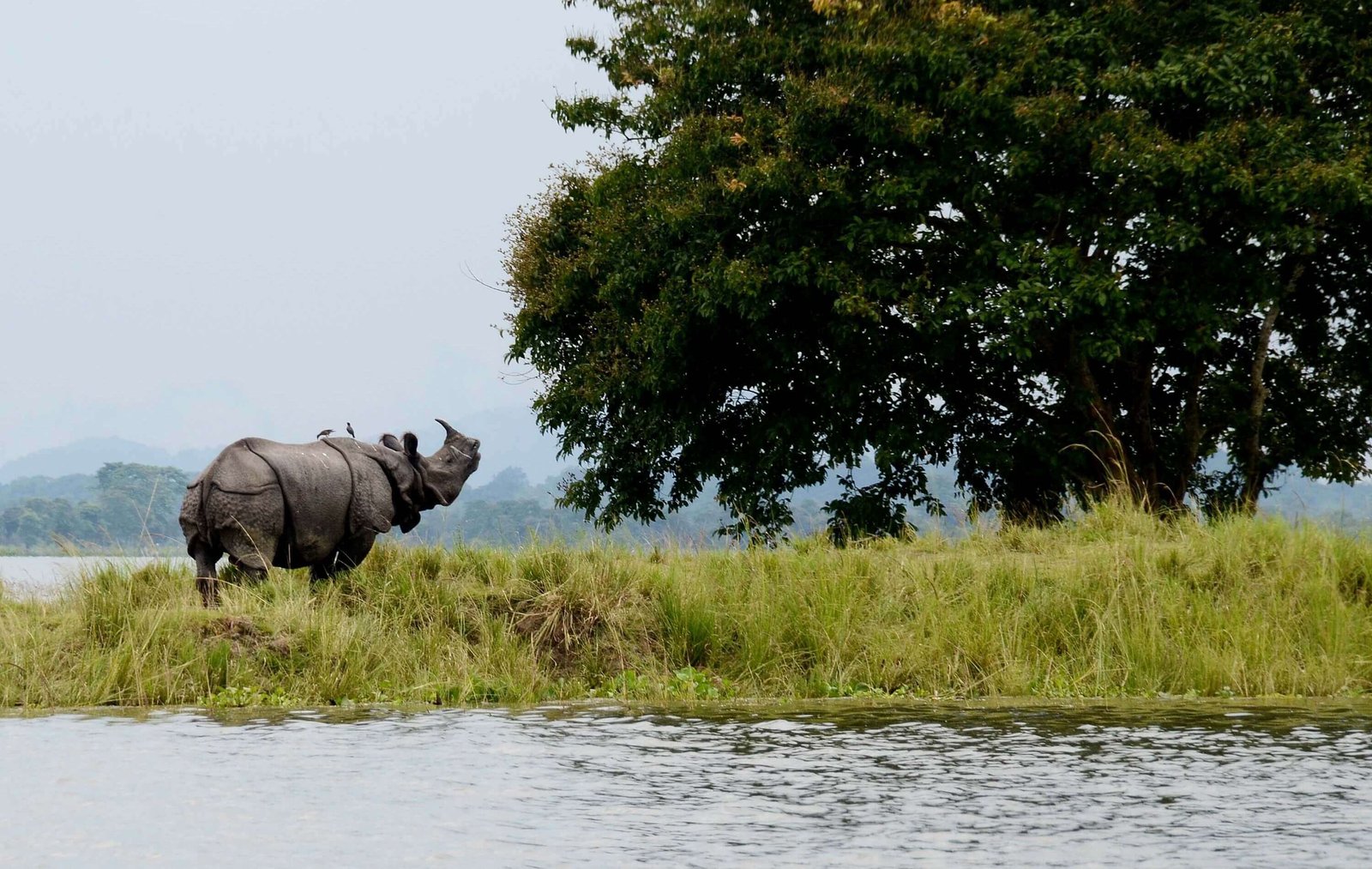One-horned rhinoceros at Kaziranga National Park, Assam